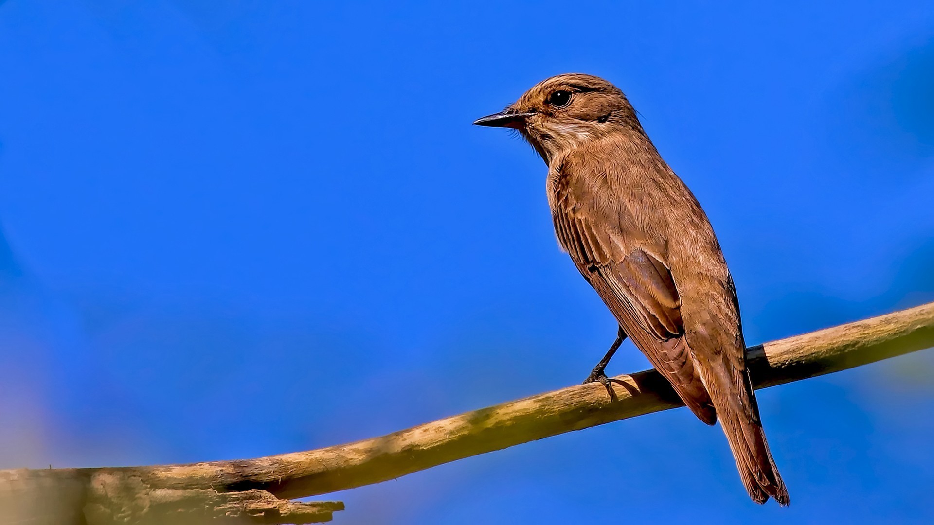 Spotted Flycatcher — Ana fotoğraf