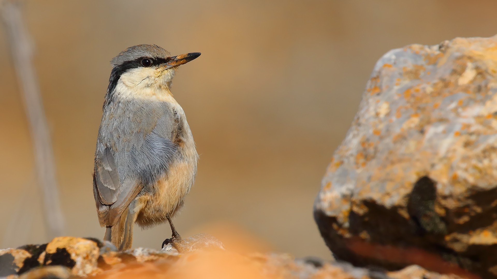 Western Rock Nuthatch
