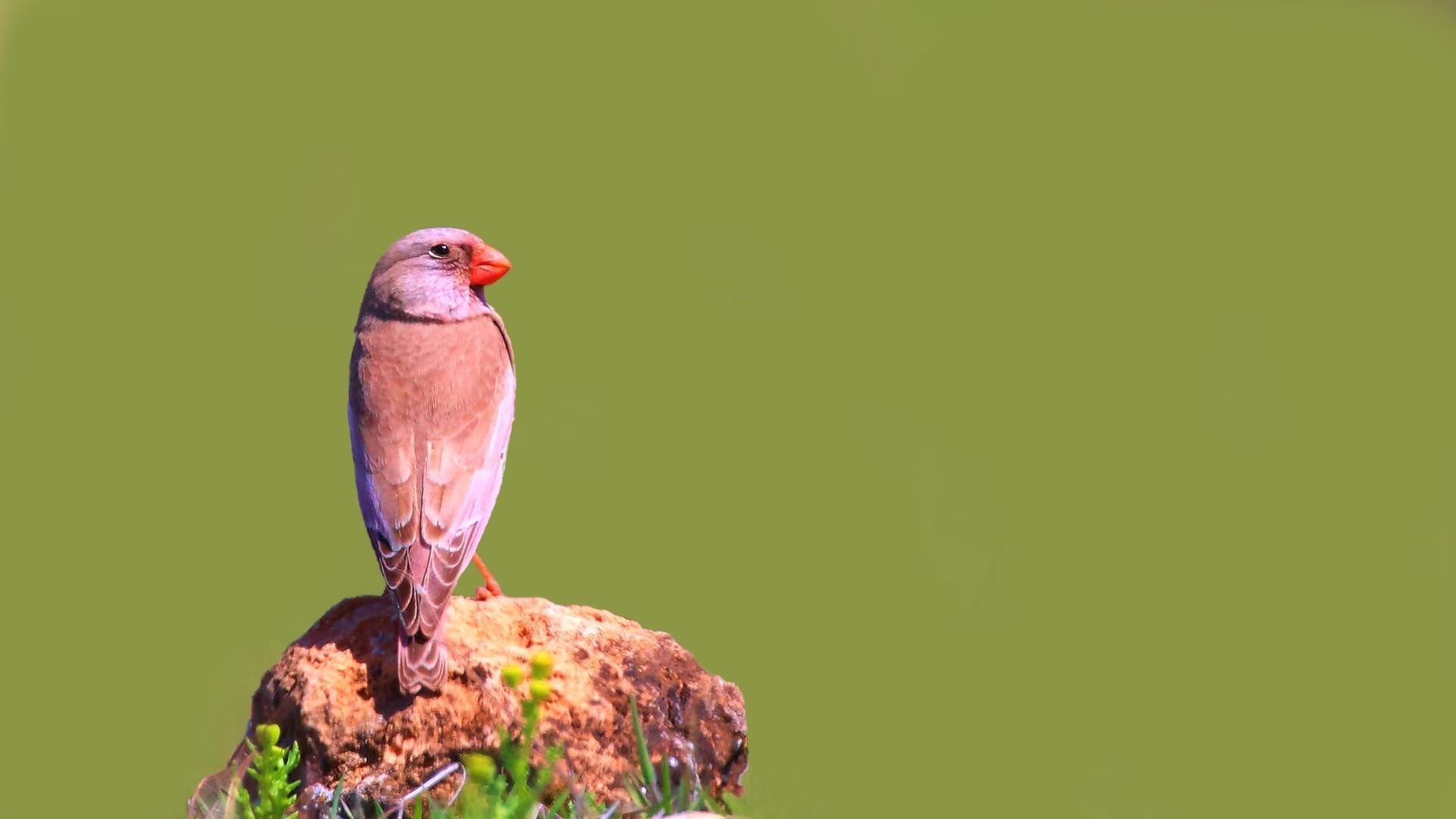 Trumpeter Finch
