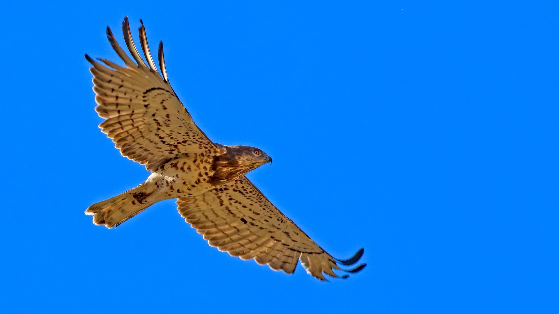 Short-toed Snake-Eagle