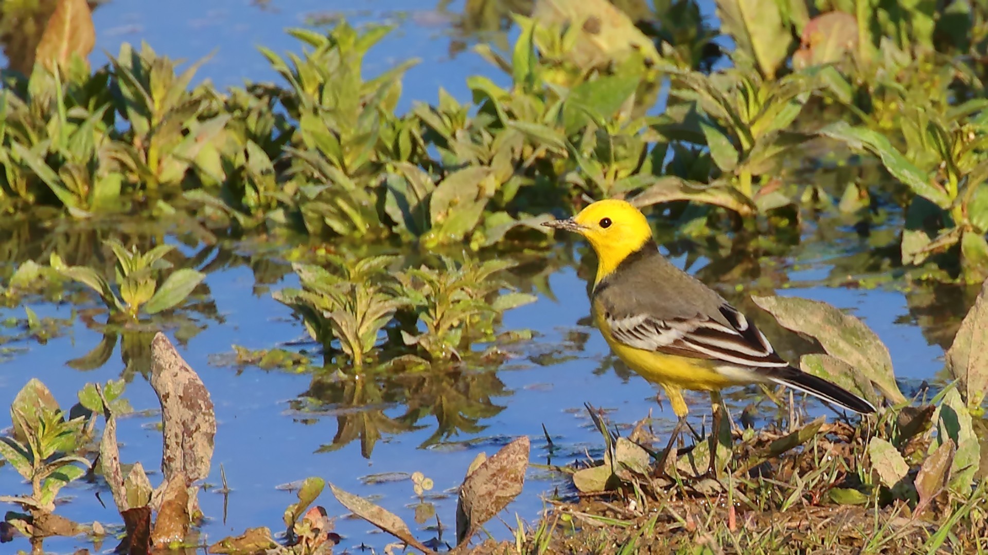 Citrine Wagtail
