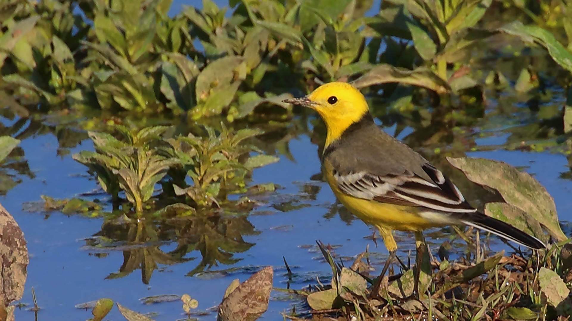 Citrine Wagtail