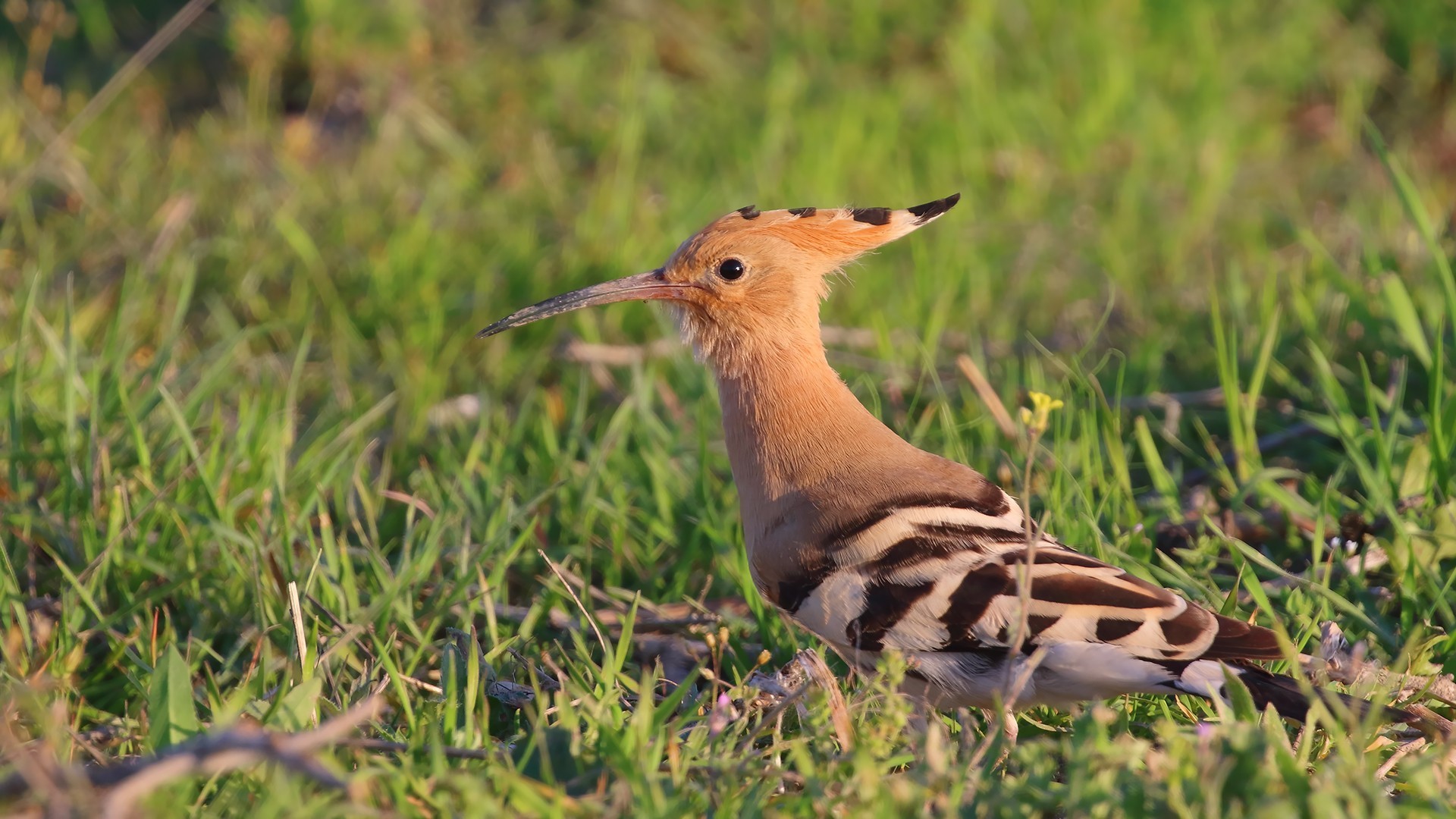 Common Hoopoe