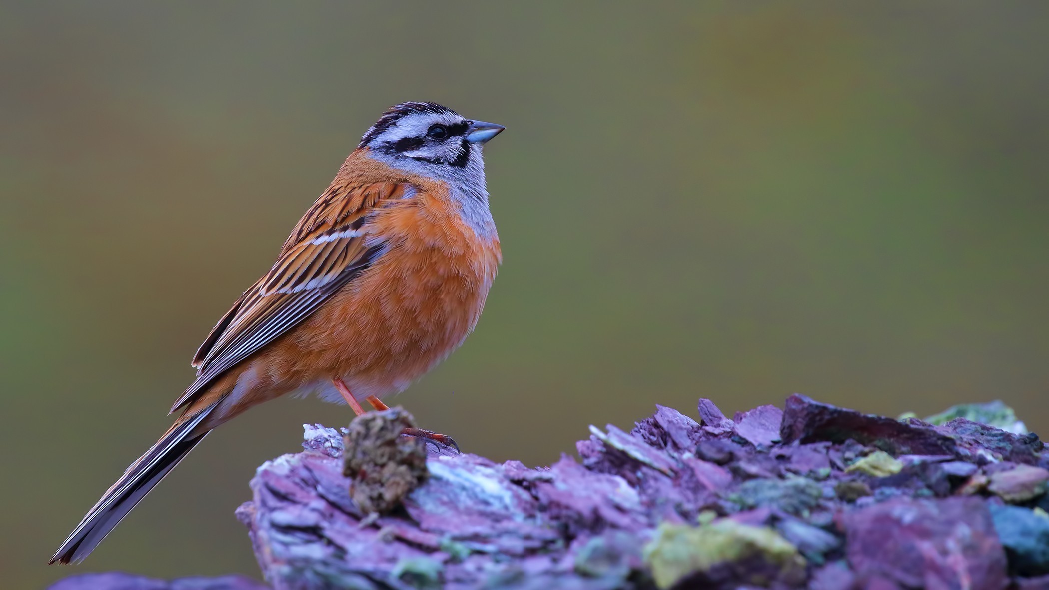 Rock Bunting