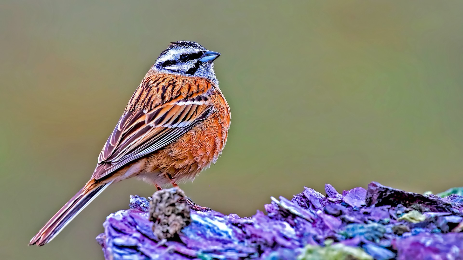Rock Bunting