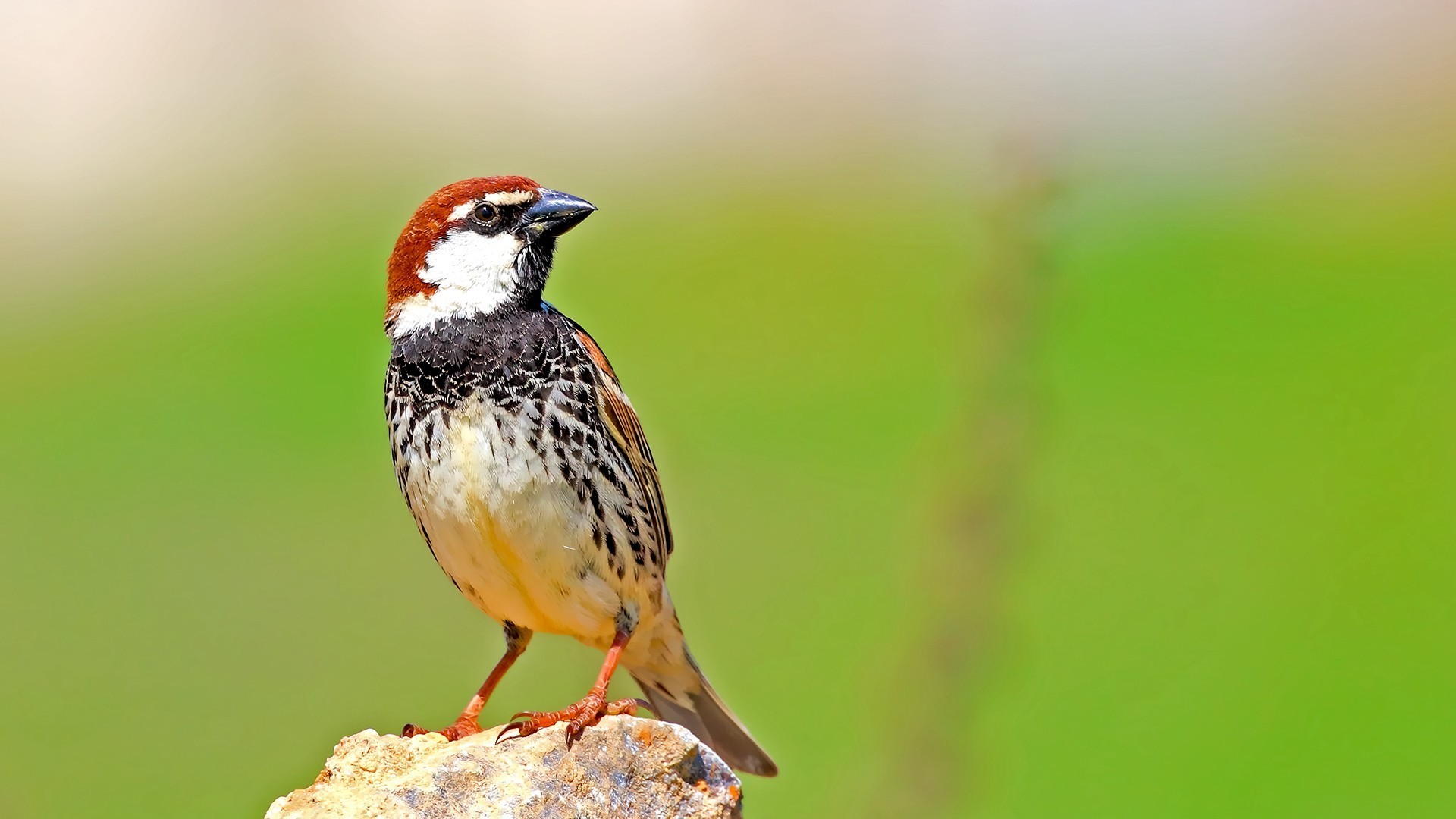 Spanish Sparrow