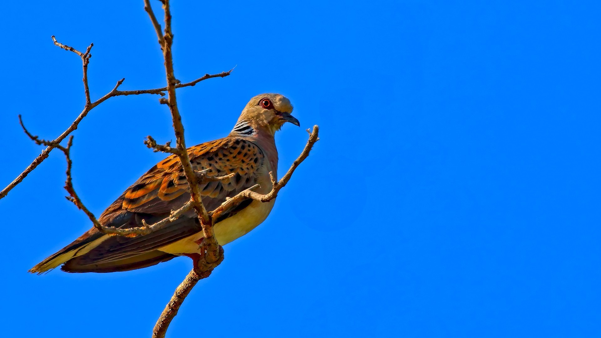 European Turtle-Dove