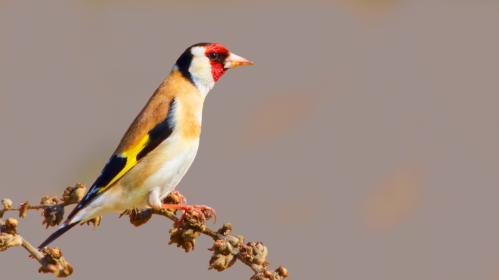 European Goldfinch
