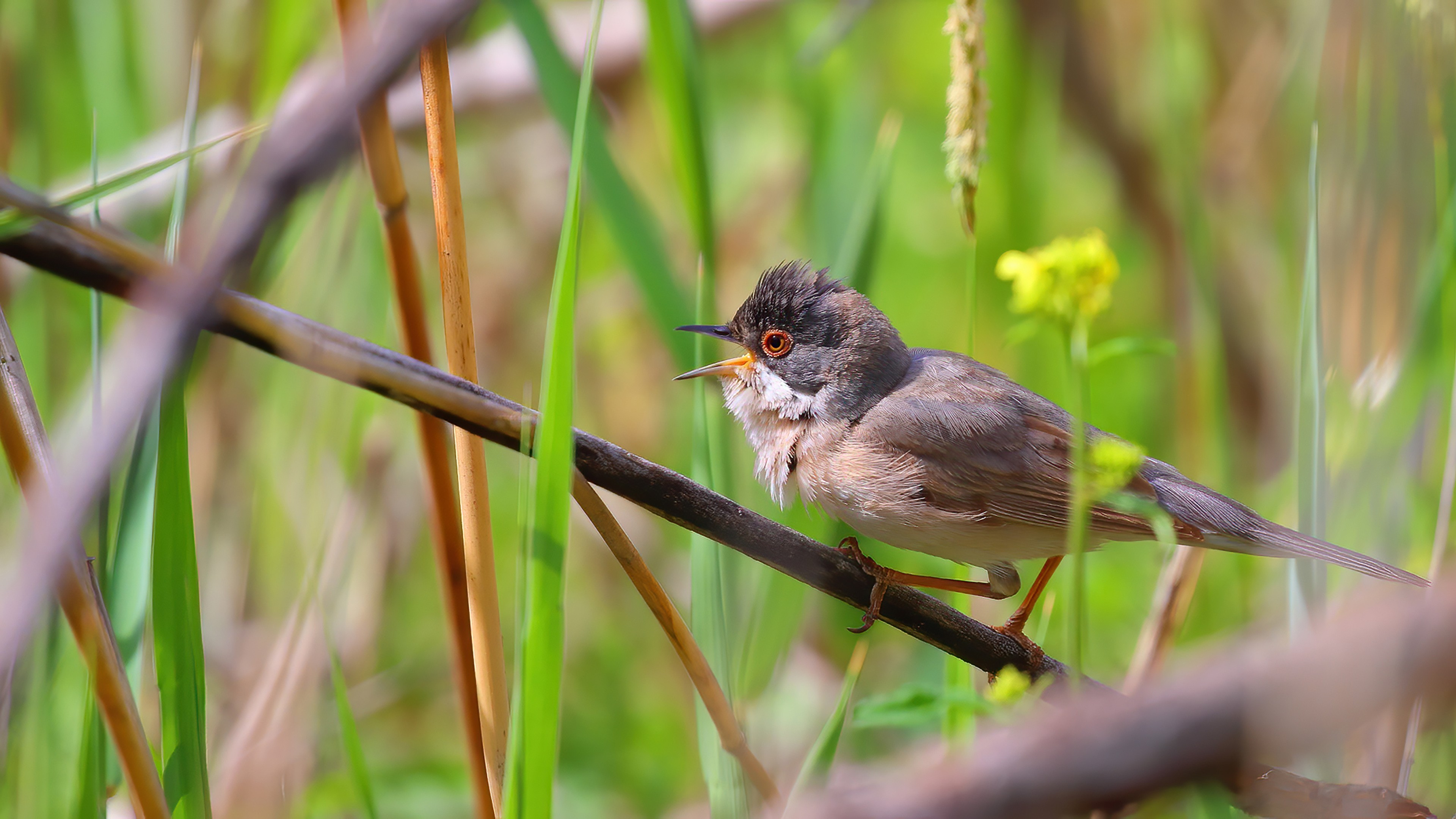 Menetries's Warbler