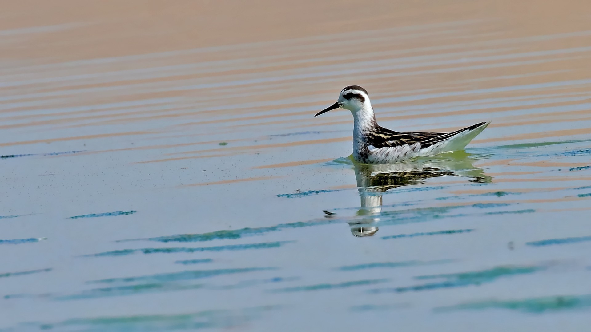 Red-necked Phalarope — Ana fotoğraf