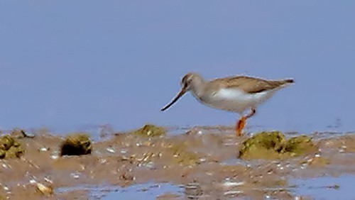 Terek Sandpiper — Ana fotoğraf