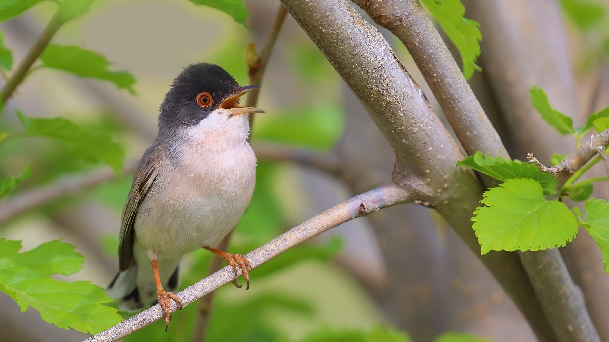 Menetries's Warbler