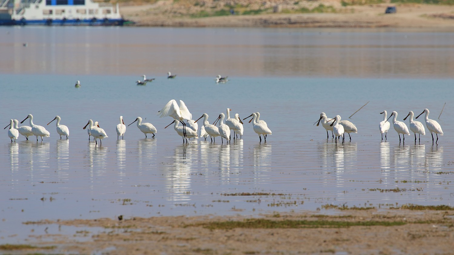 Eurasian Spoonbill