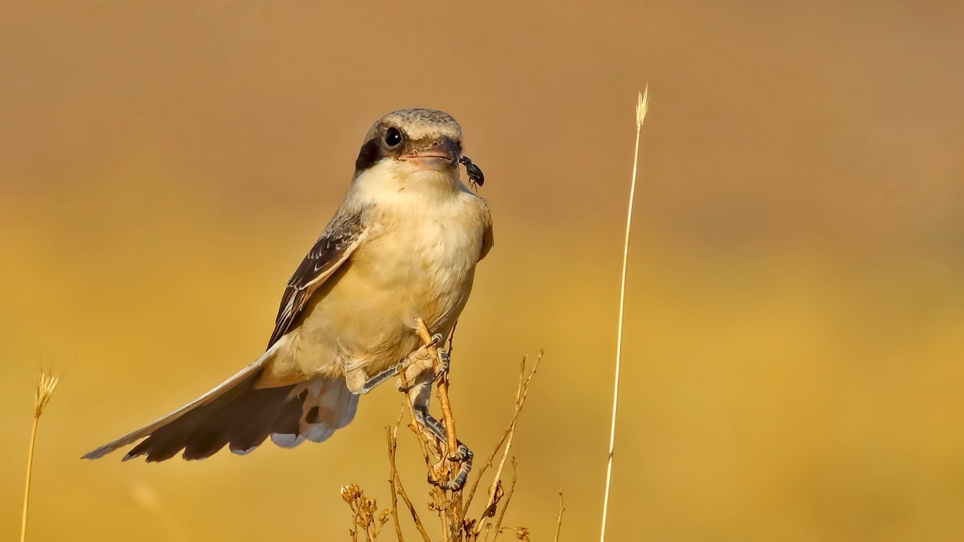 Red-backed Shrike