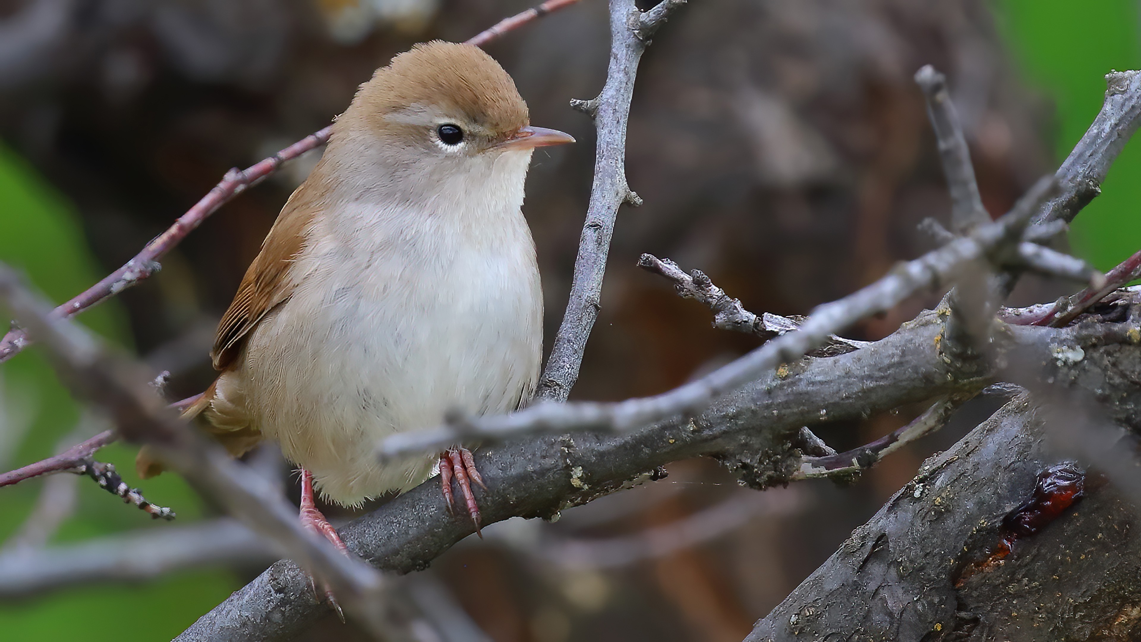 Cetti's Warbler — Ana fotoğraf