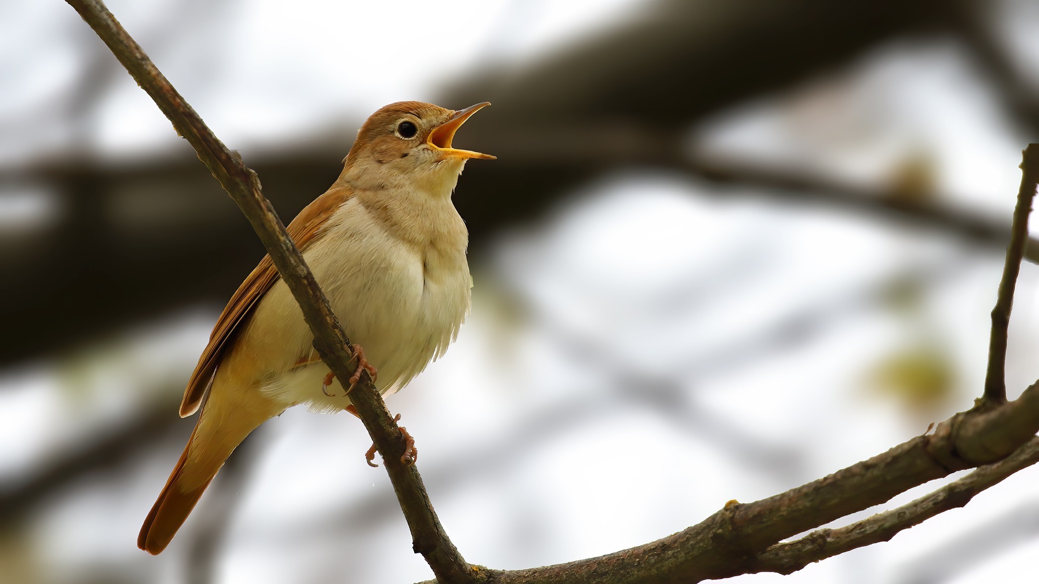 Common Nightingale