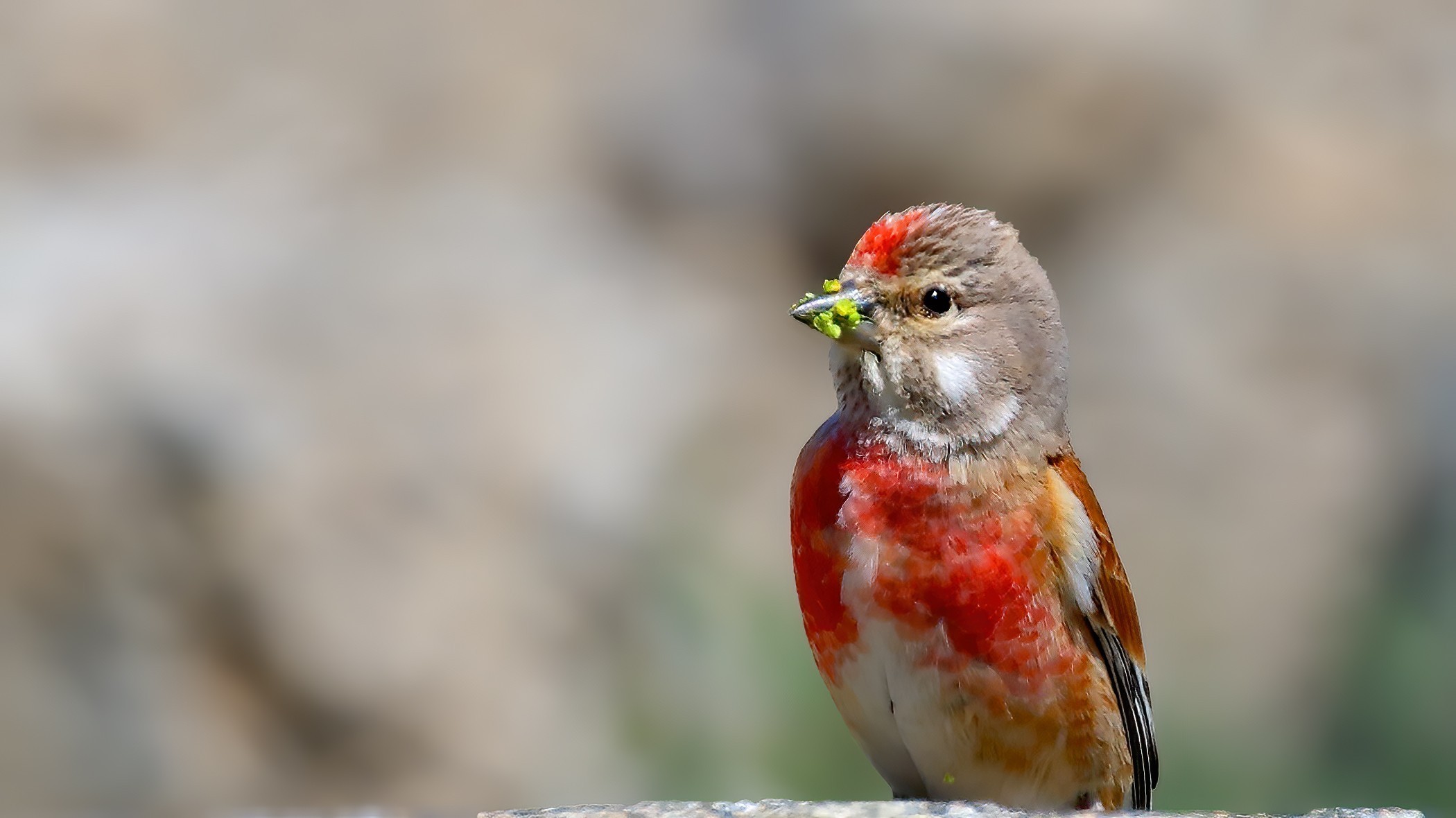 Eurasian Linnet