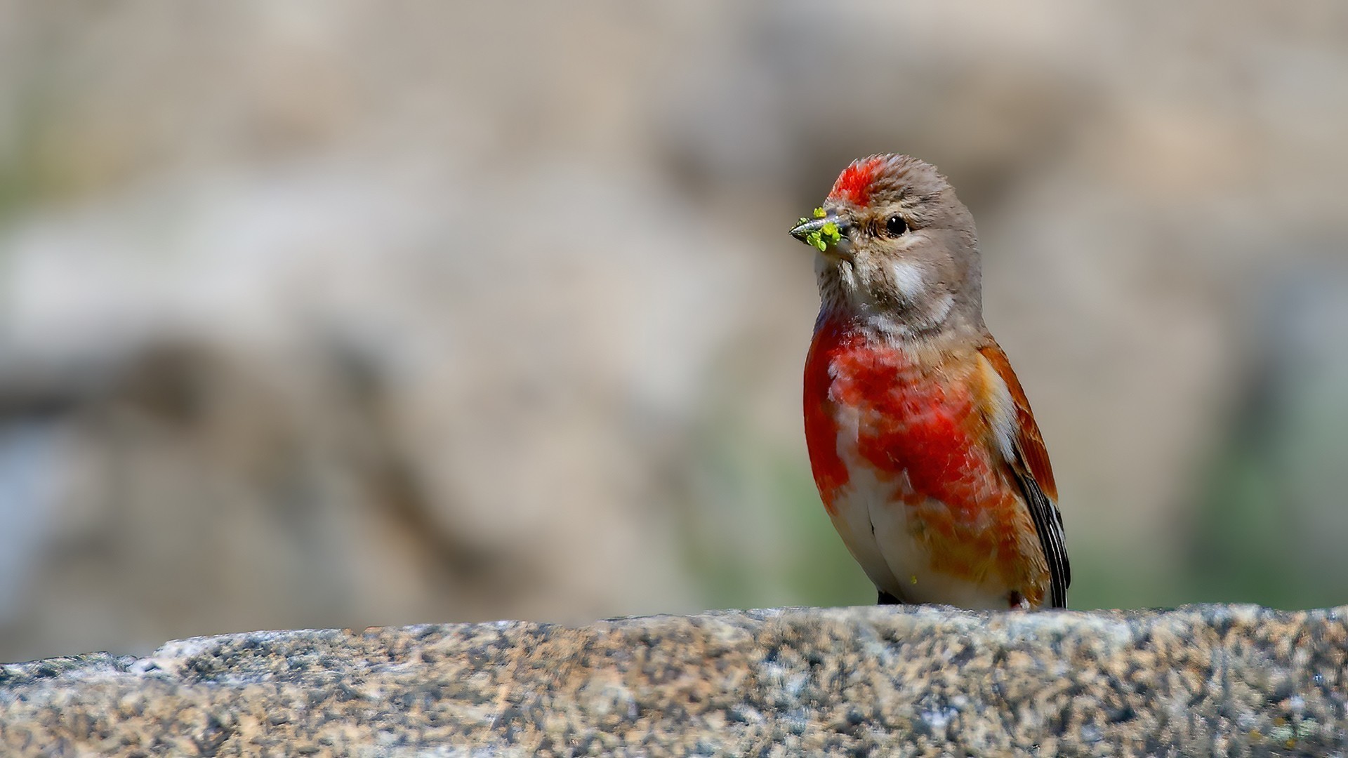 Eurasian Linnet