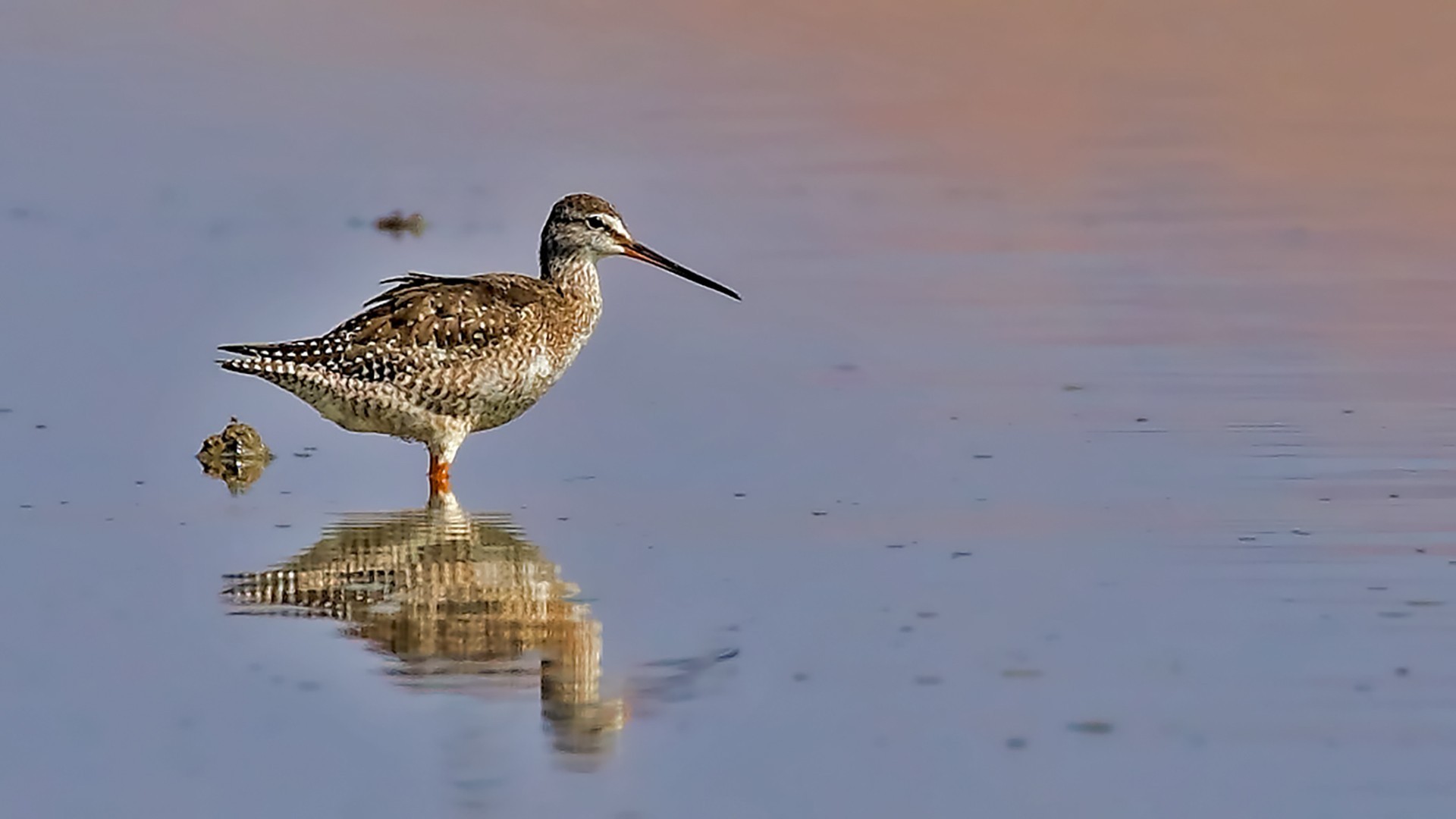 Spotted Redshank