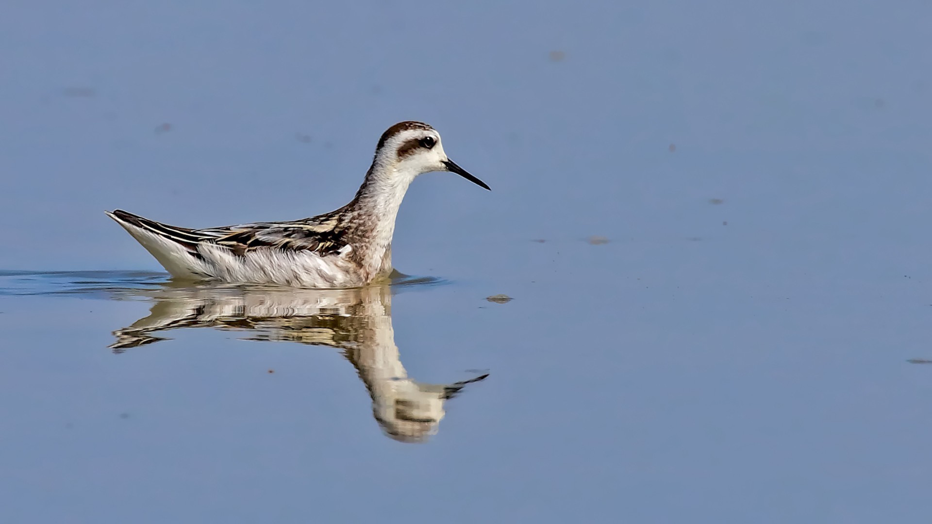Red-necked Phalarope — Ana fotoğraf