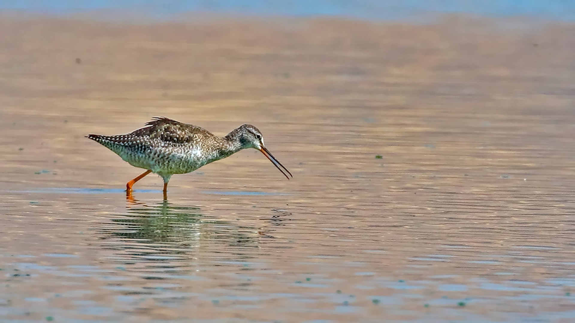 Spotted Redshank