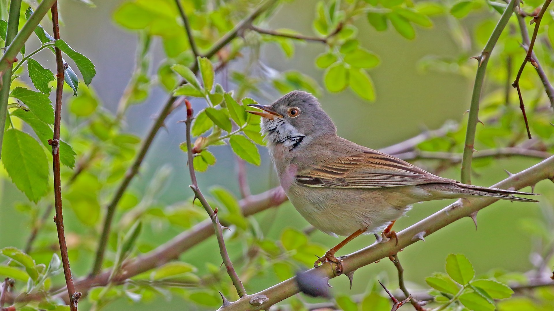 Greater Whitethroat
