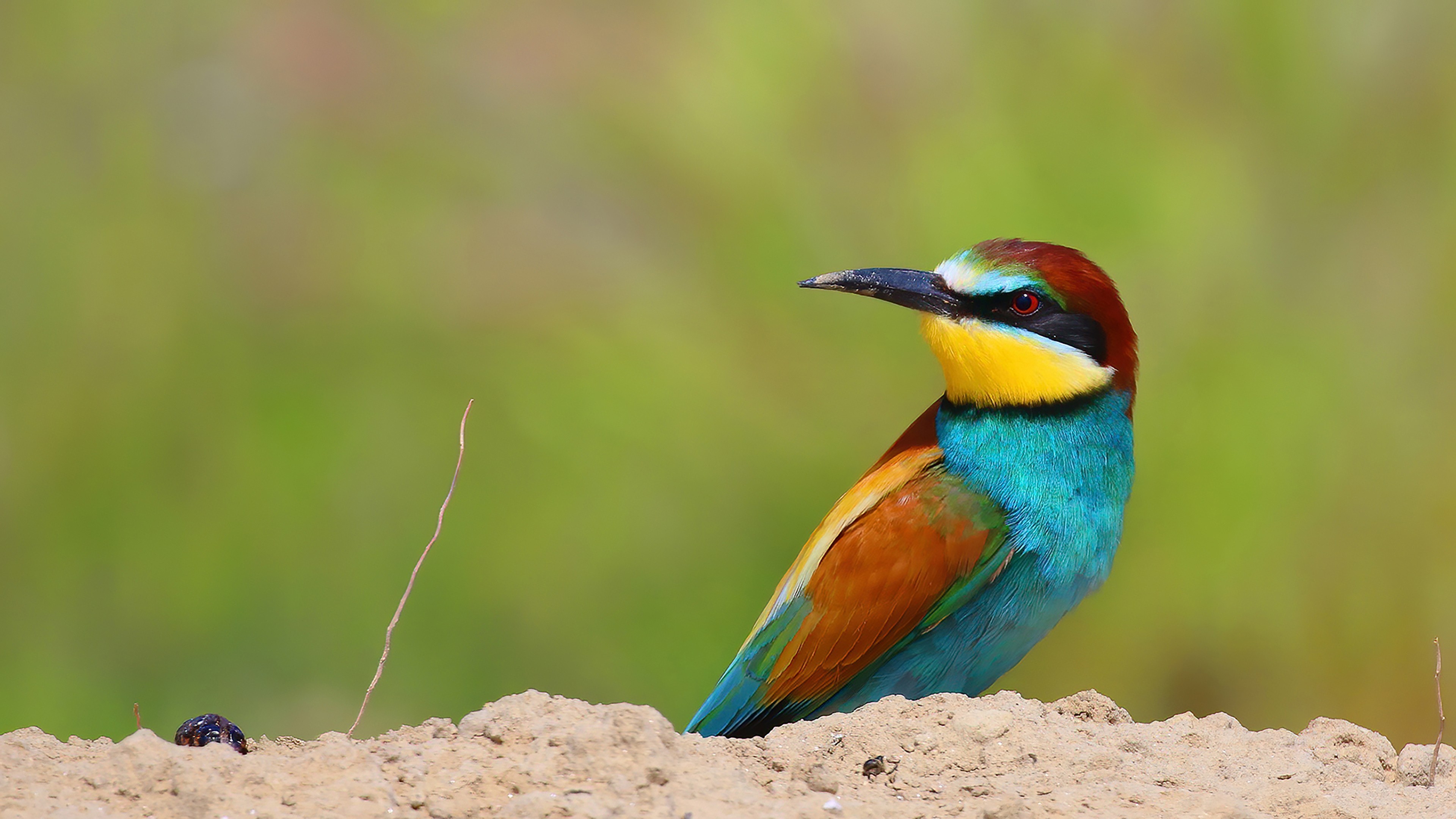 European Bee-eater