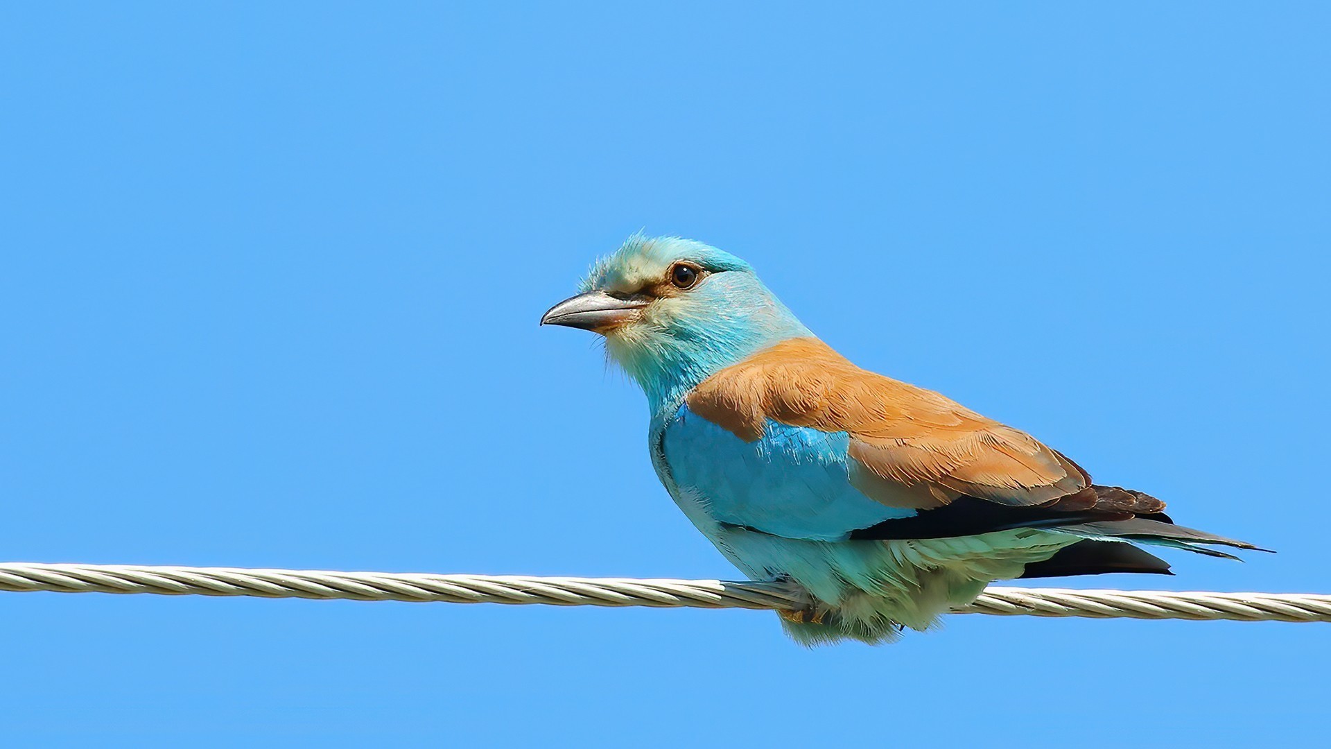European Roller