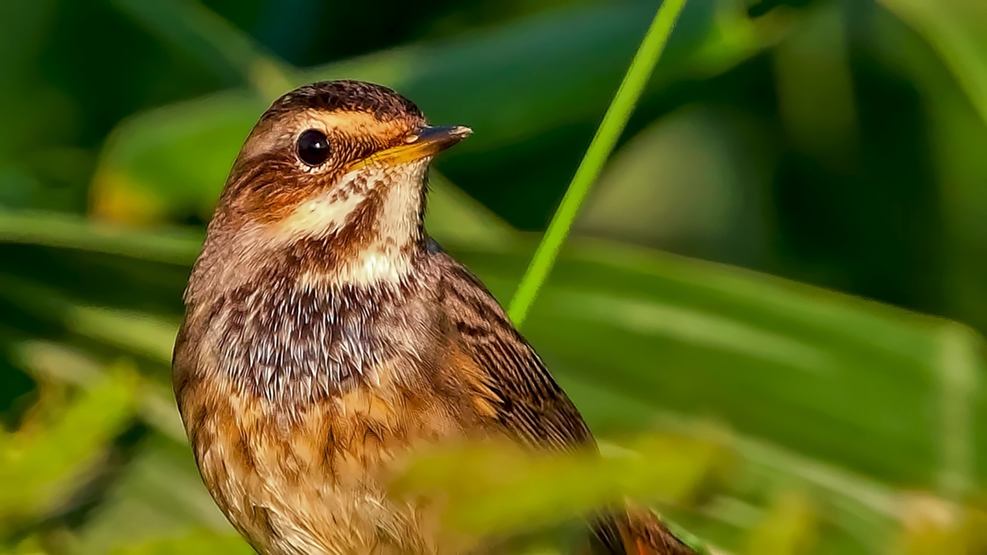 Bluethroat