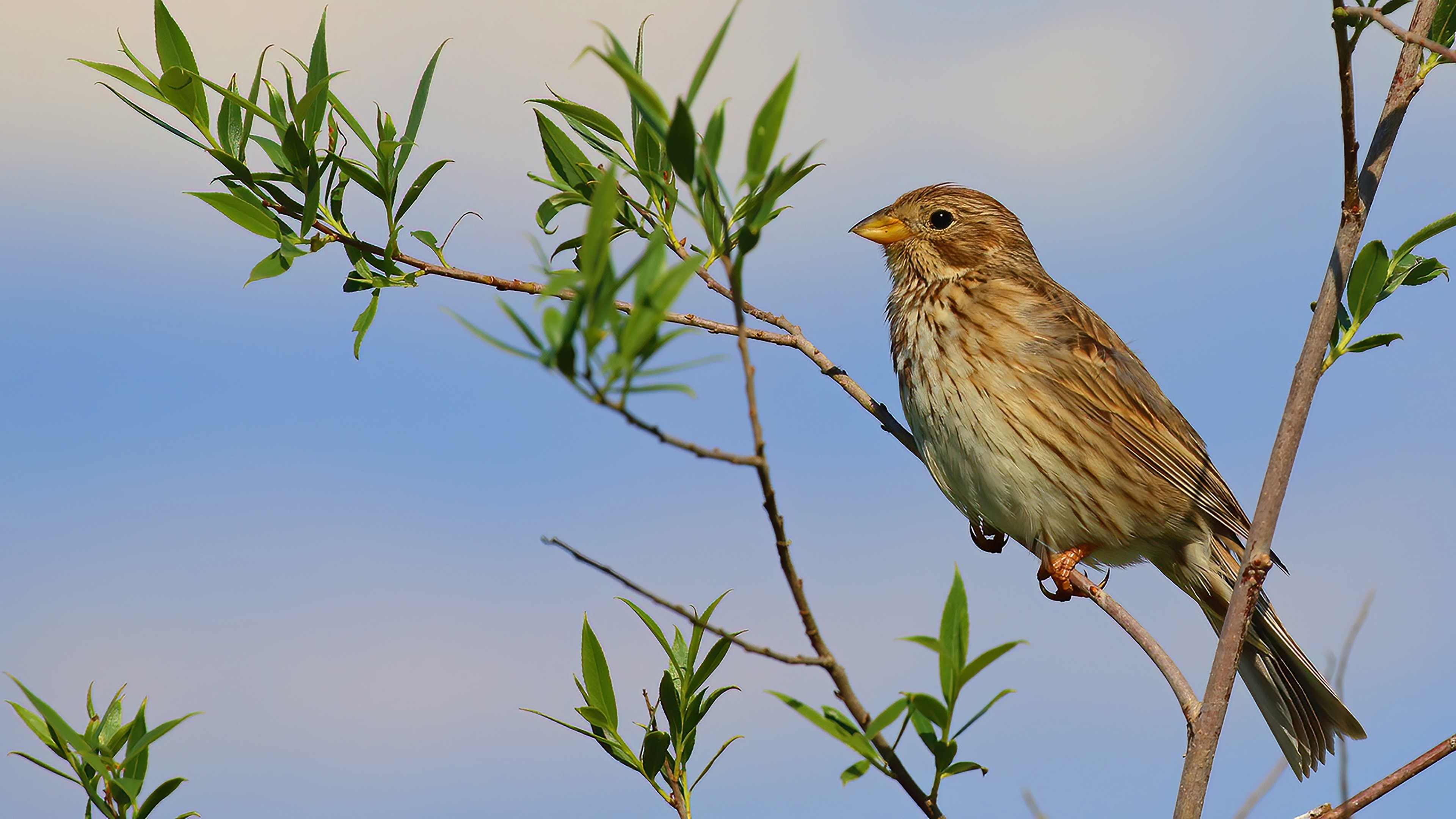 Corn Bunting