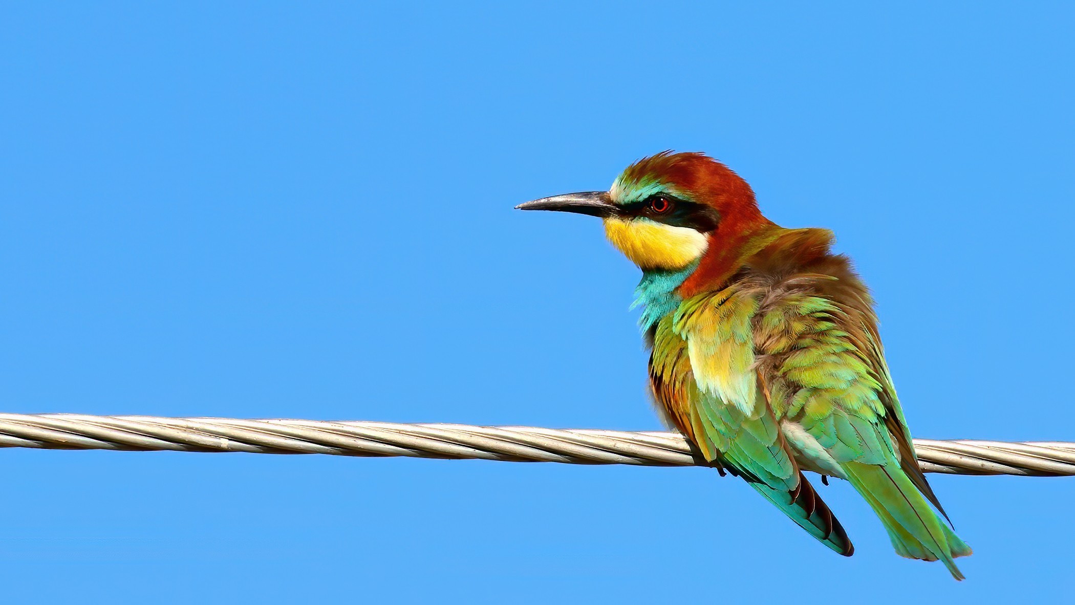 European Bee-eater