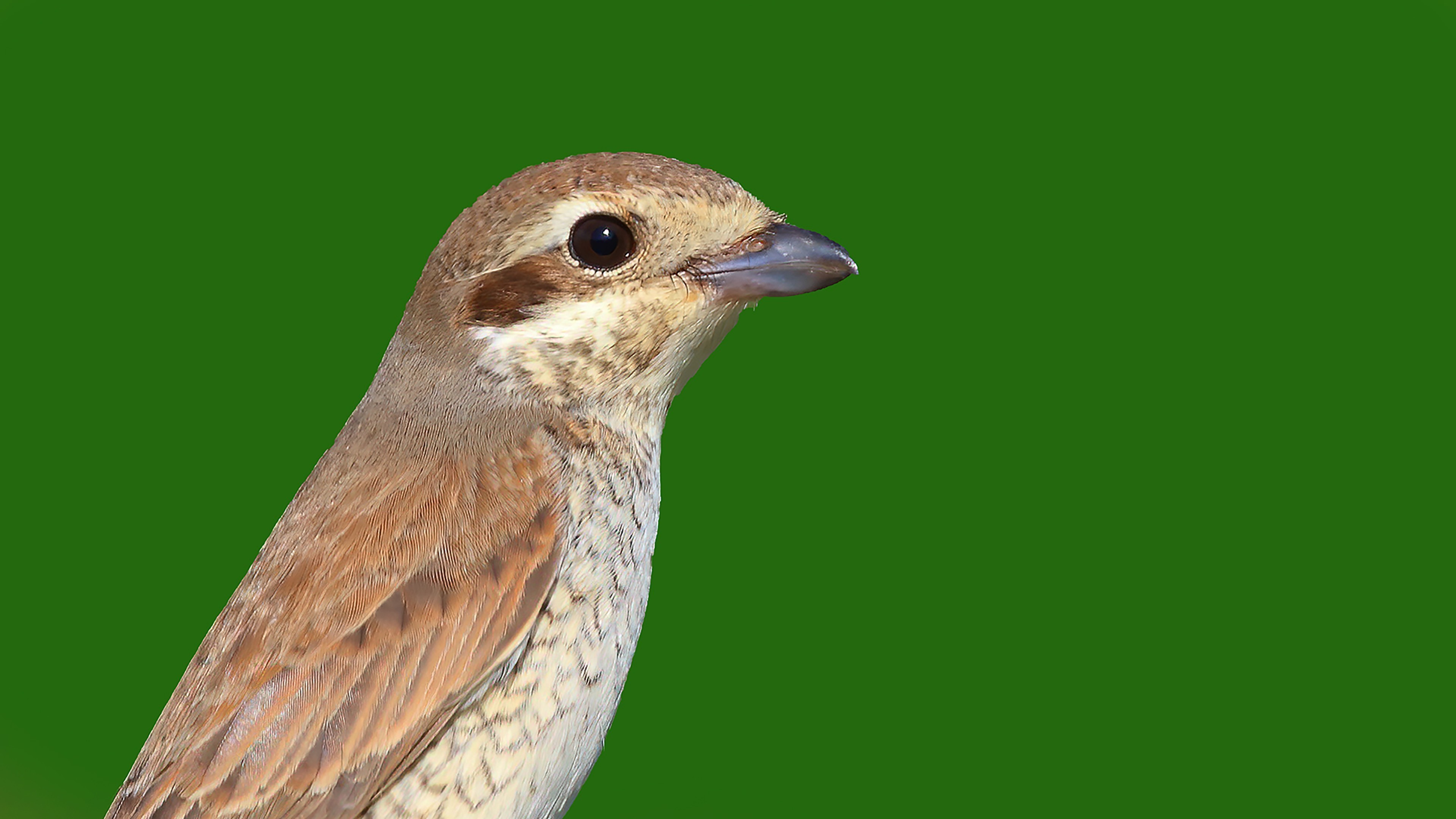 Red-backed Shrike