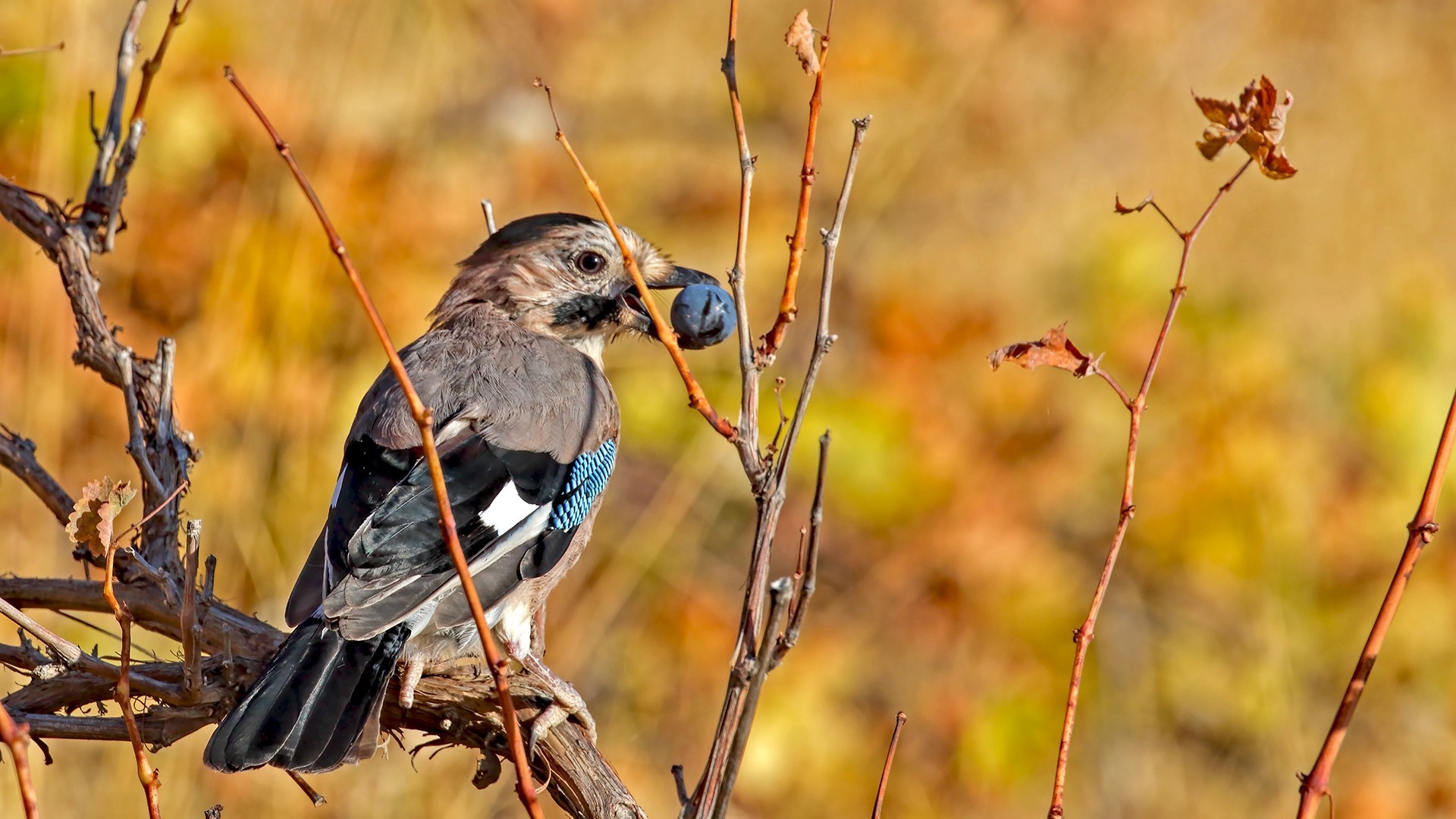 Eurasian Jay