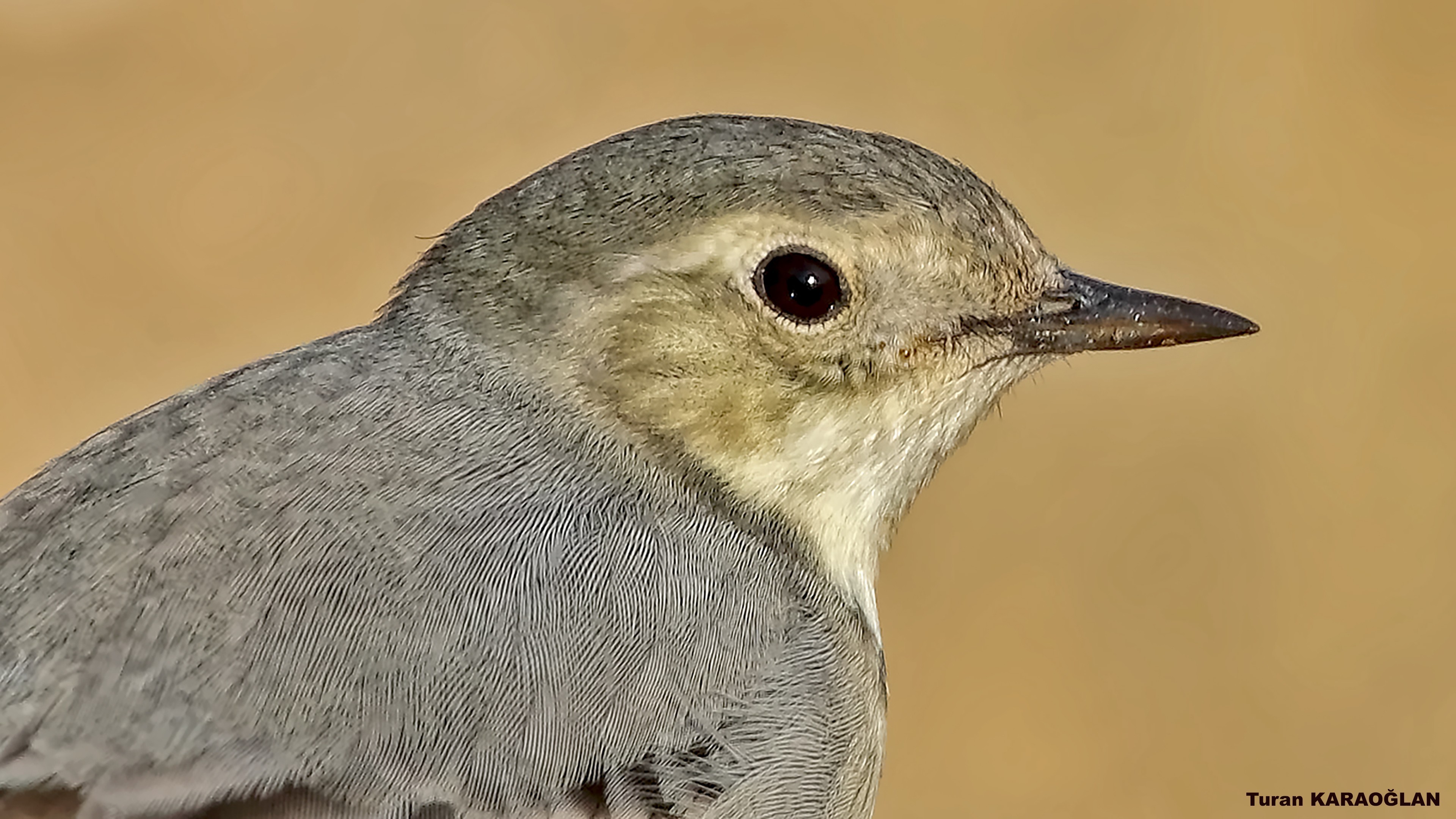 White Wagtail