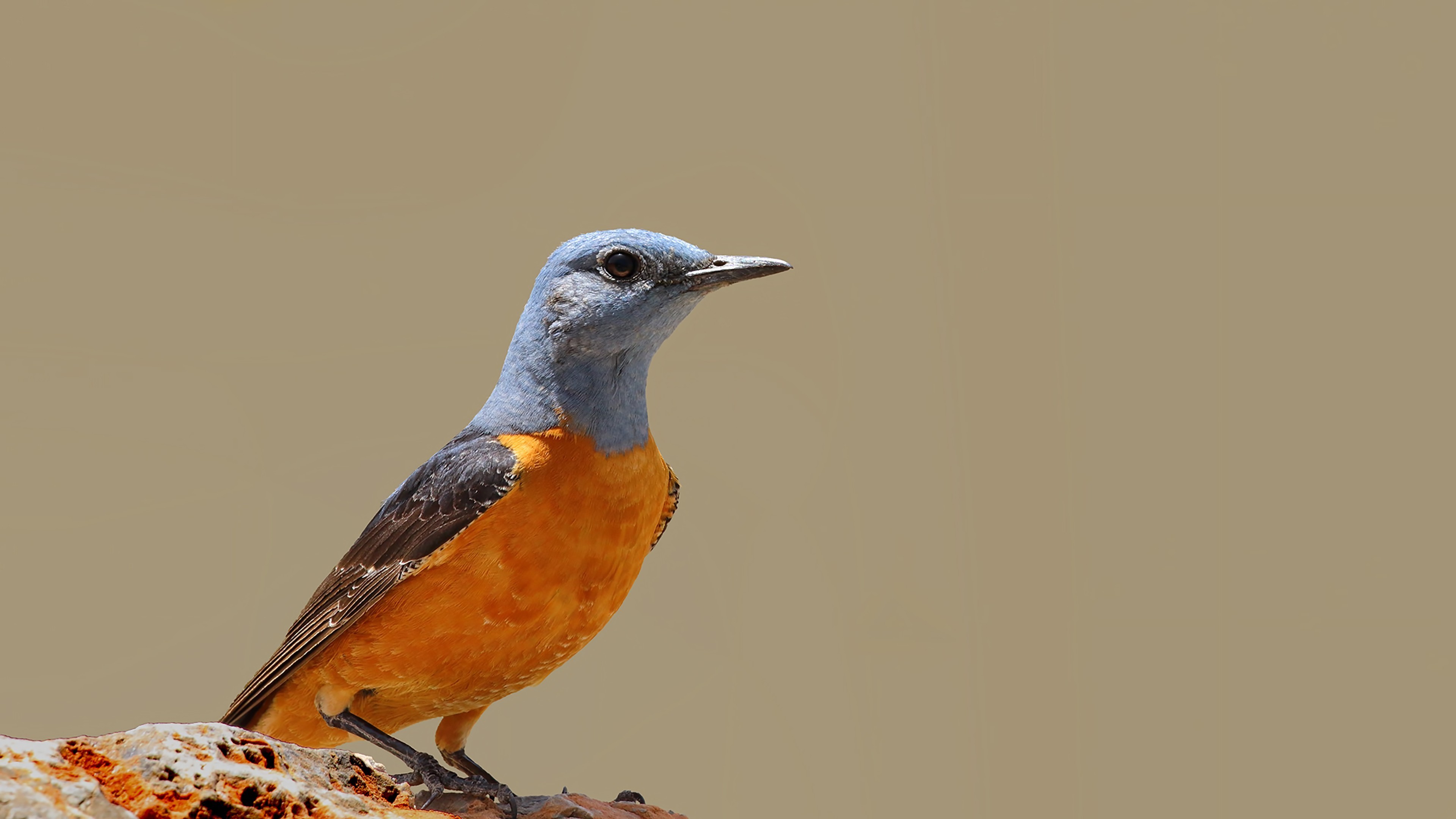 Rufous-tailed Rock-Thrush