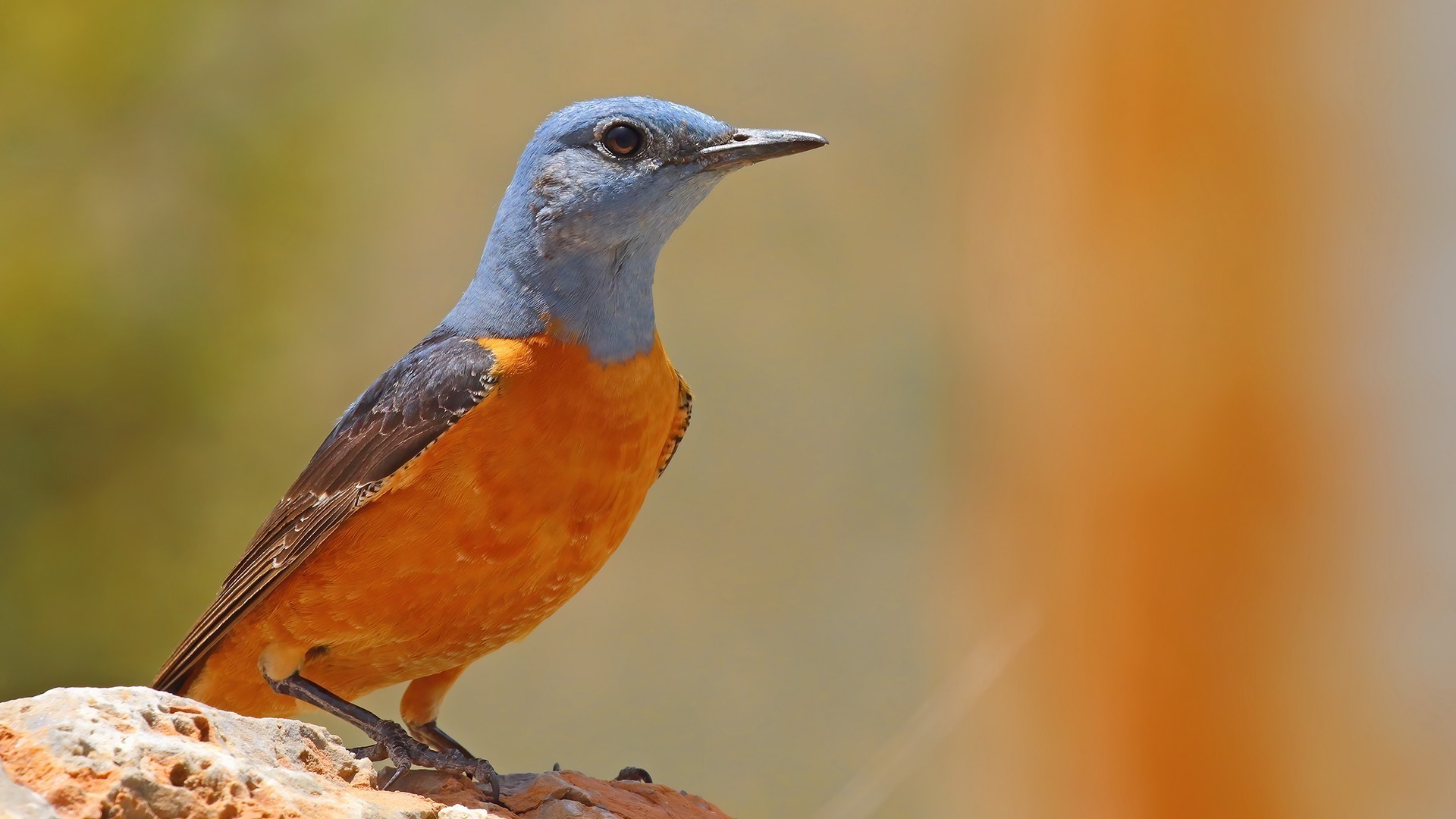 Common Rock-thrush