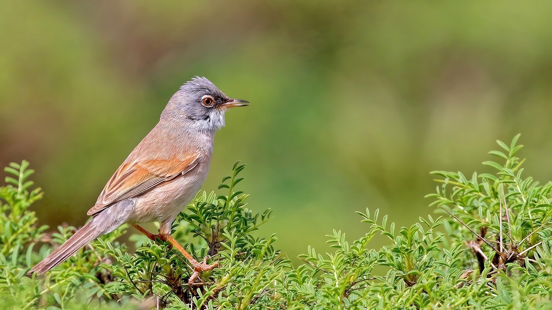 Spectacled Warbler