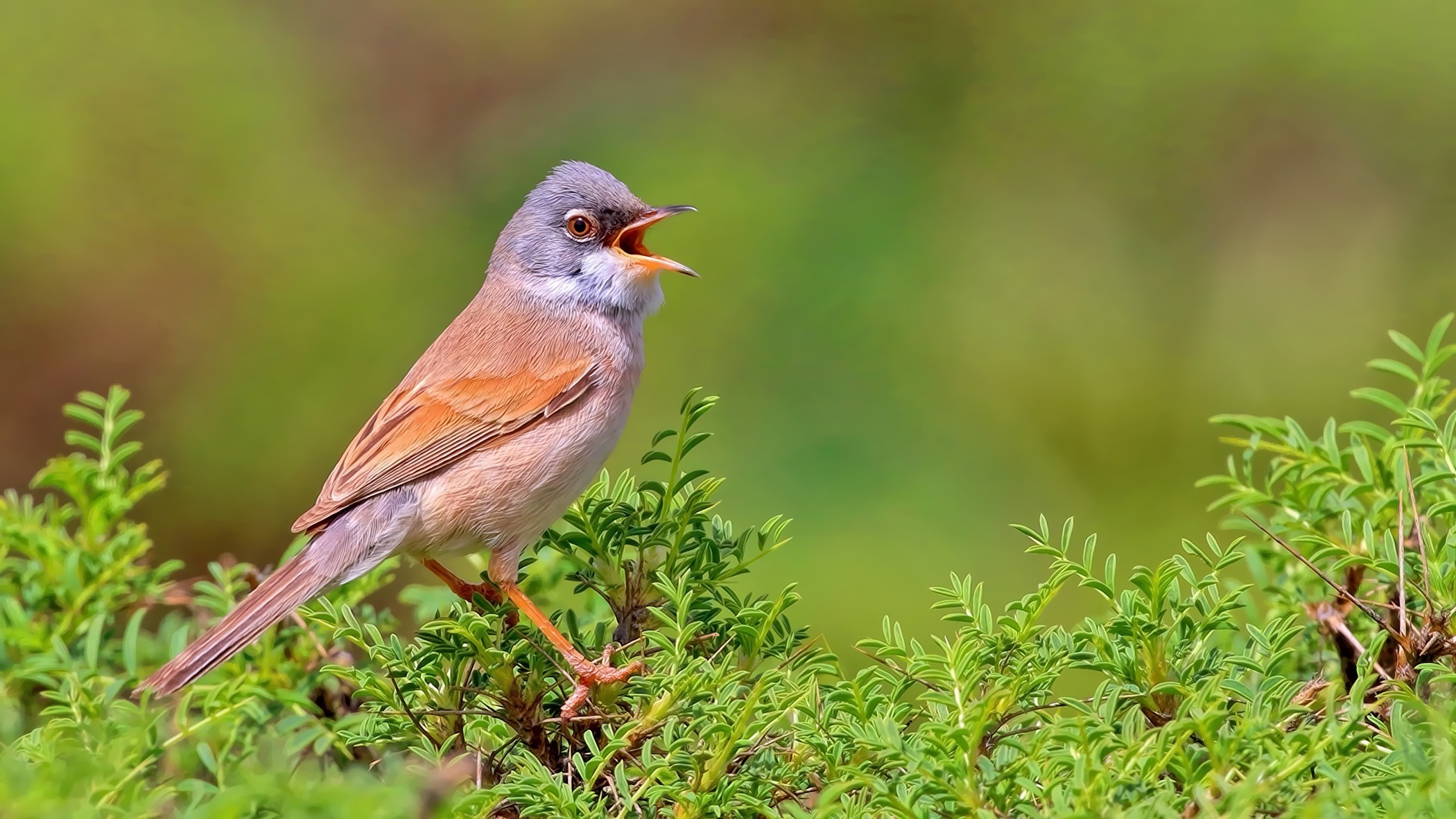 Spectacled Warbler