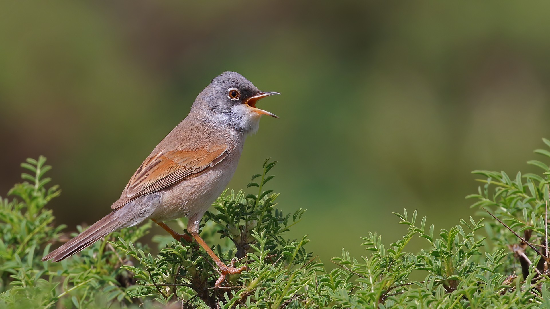 Spectacled Warbler