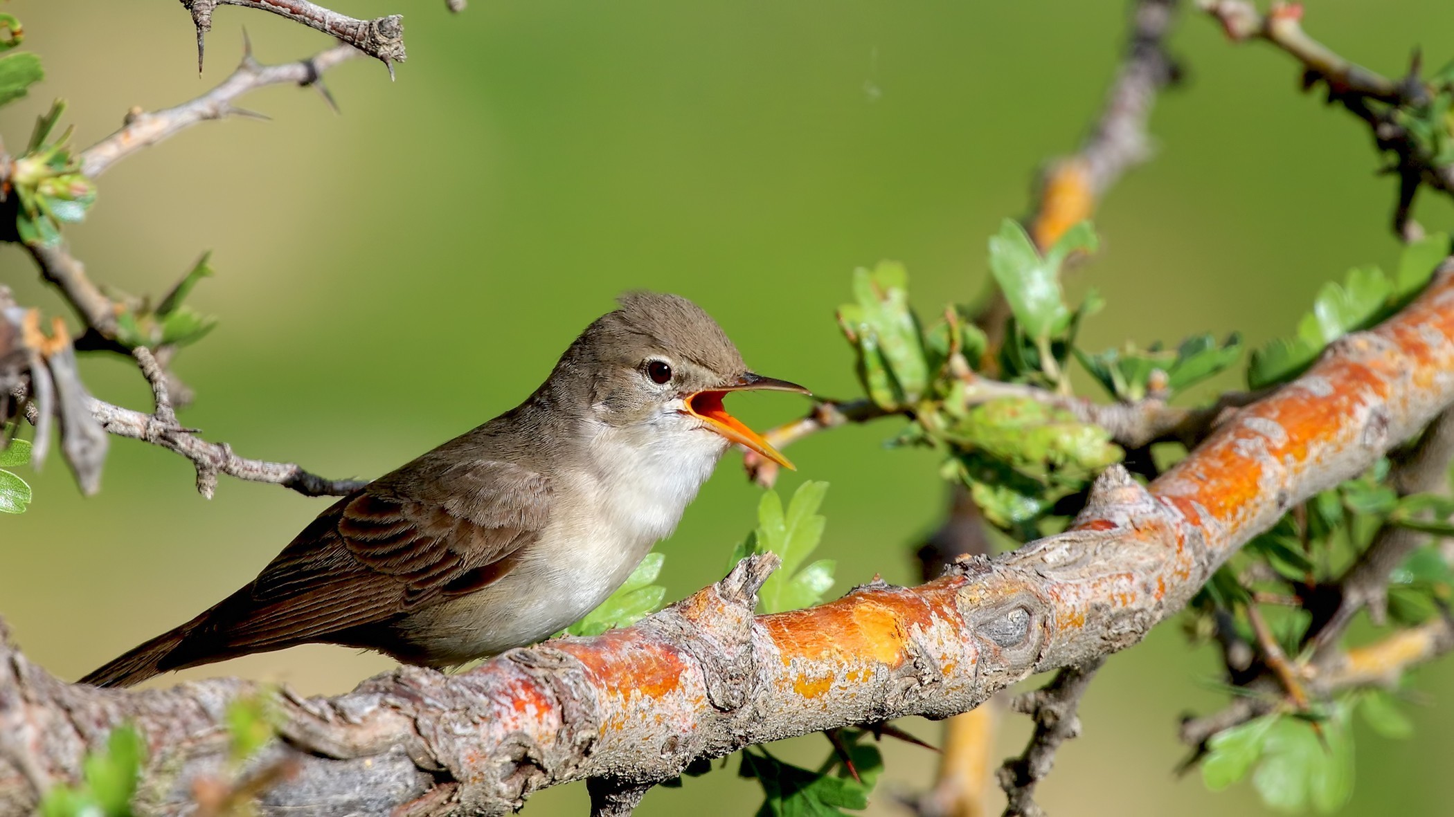 Upcher's Warbler