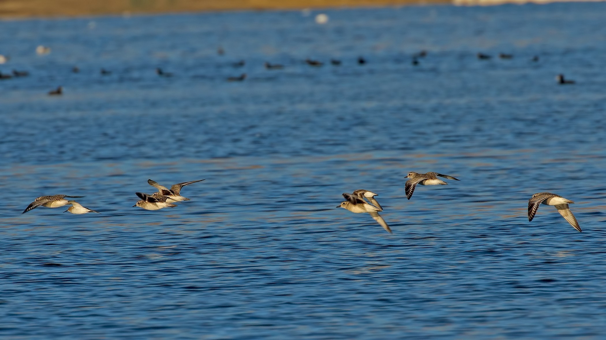 European Golden-Plover