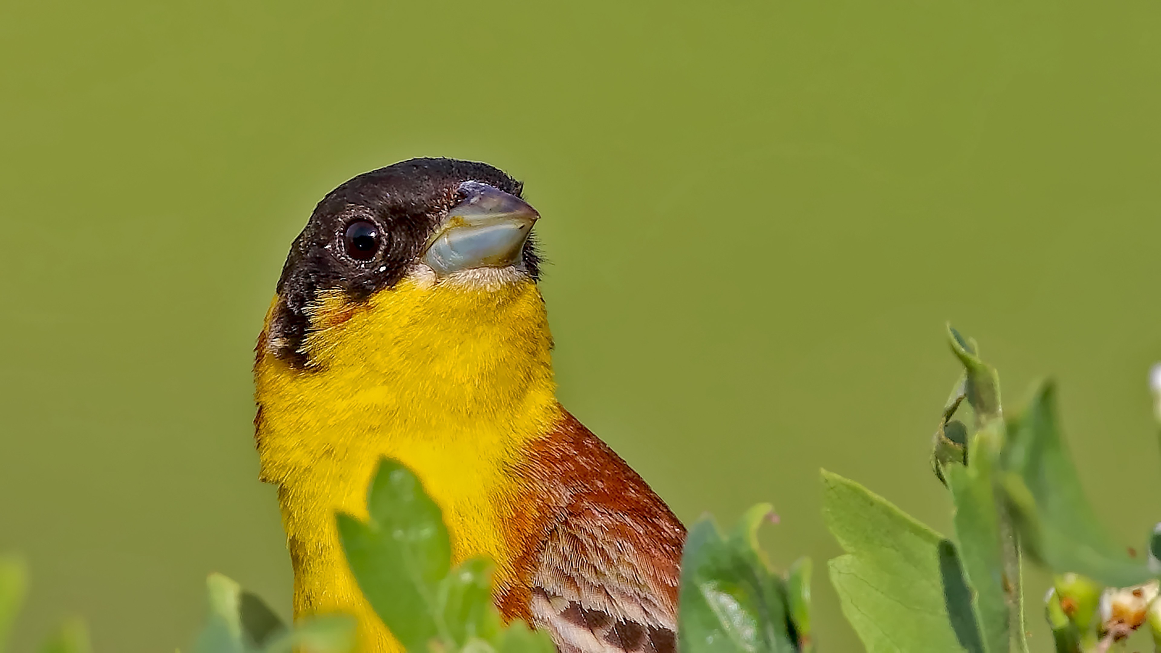 Black-headed Bunting