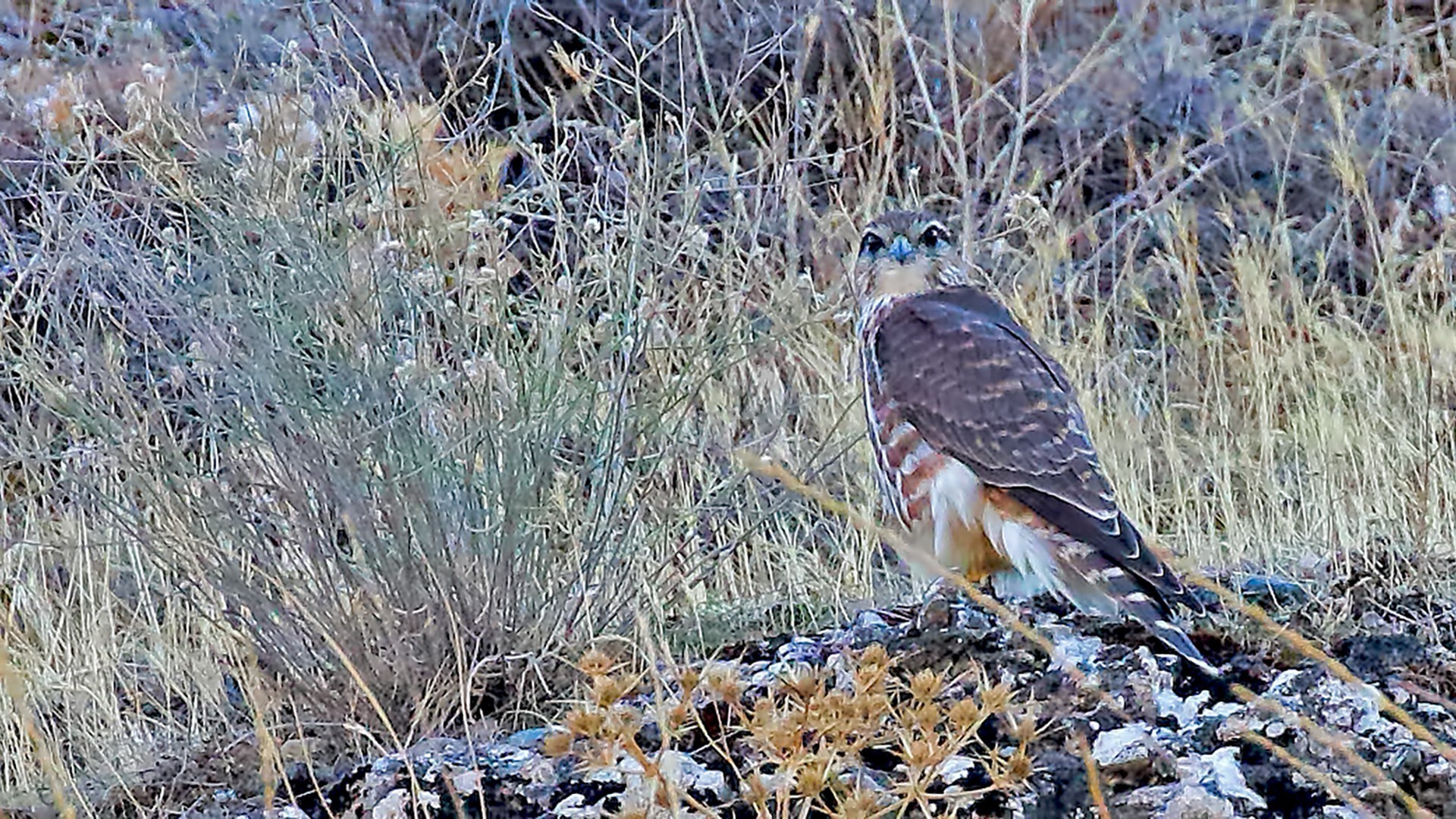 Merlin — Ana fotoğraf