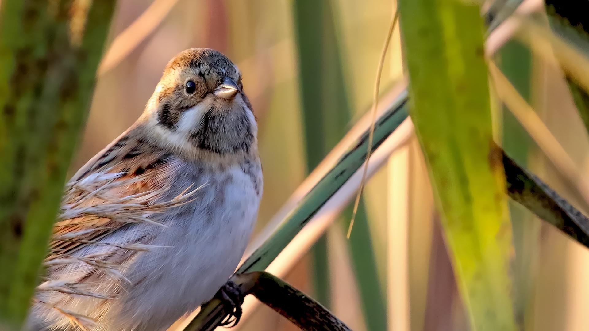 Reed Bunting
