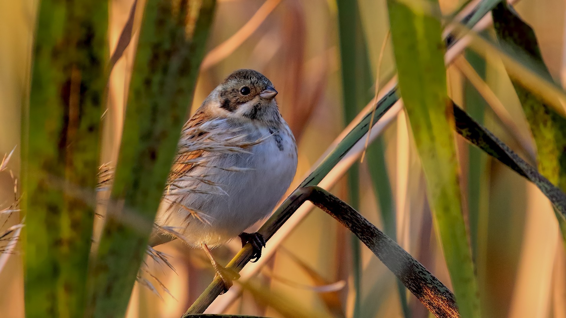 Reed Bunting