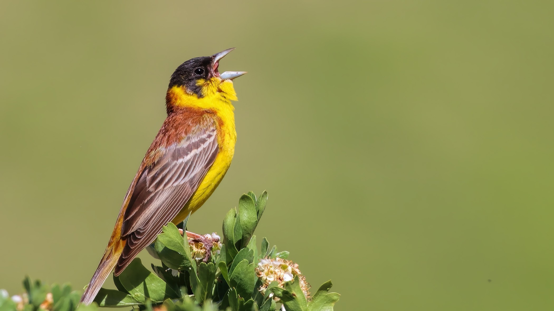 Black-headed Bunting
