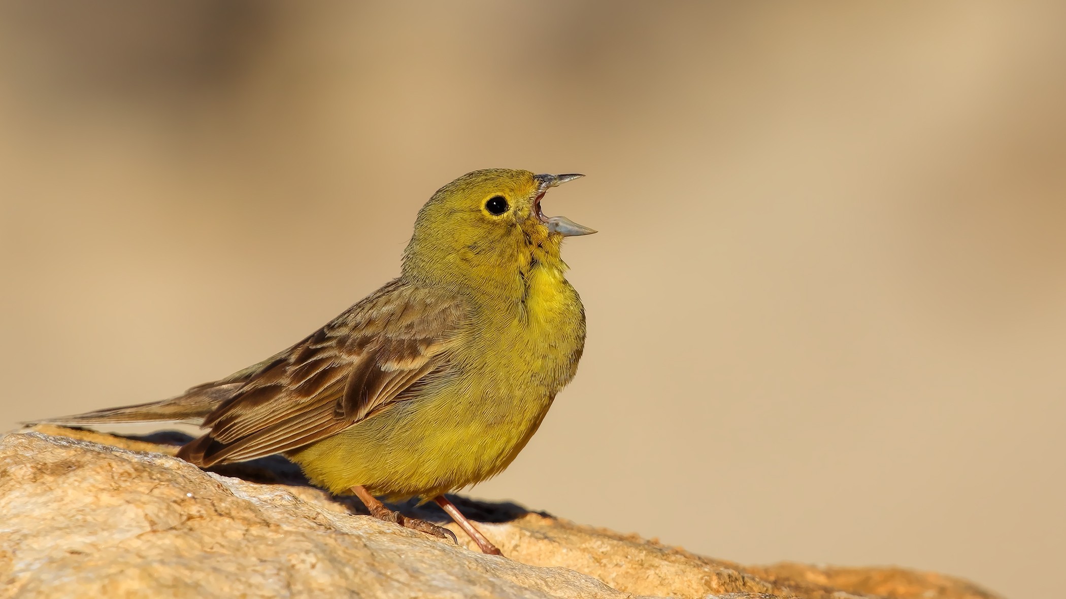 Cinereous Bunting