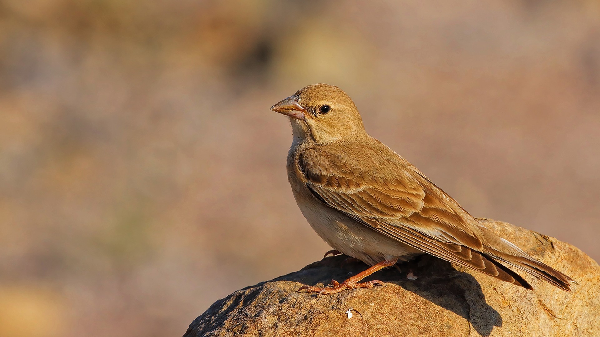 Pale Rockfinch