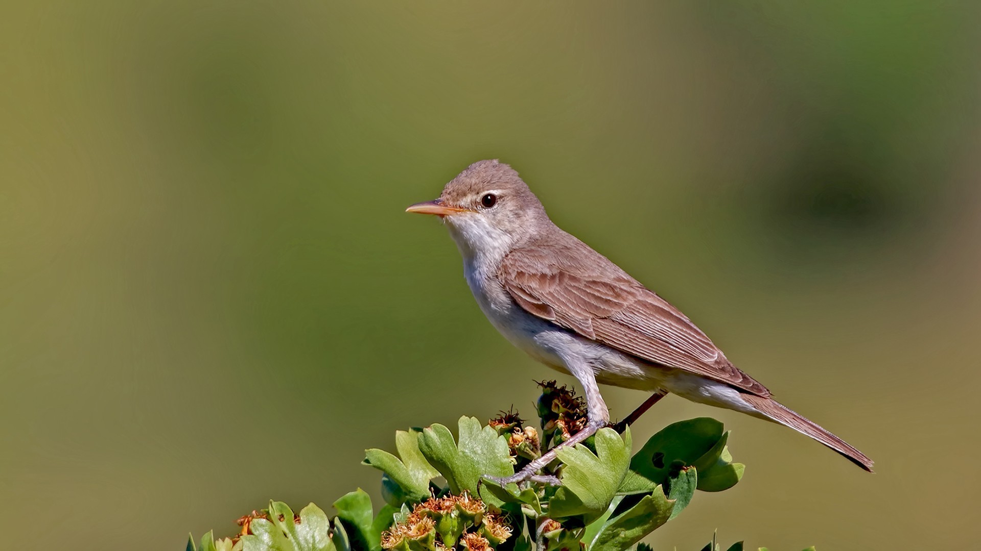 Upcher's Warbler