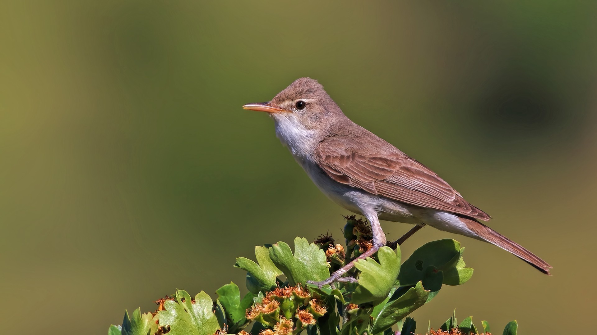 Upcher's Warbler